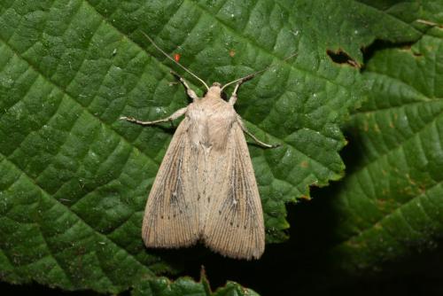 Leucania obsoleta